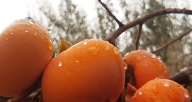 Afghanistan Produces Over 2500 Tons of Persimmon