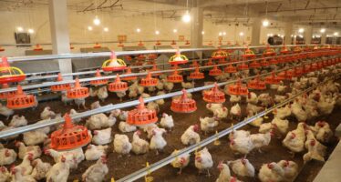 Afghanistan Produces Over 260,000 Tons of Chicken Meat Annually