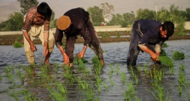 Photo Album: Farmers in a Rice Field in Mehtarlam, Laghman