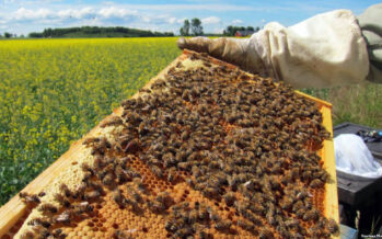 Farah Province Produces Over 10 Tons of Honey in the Past Year