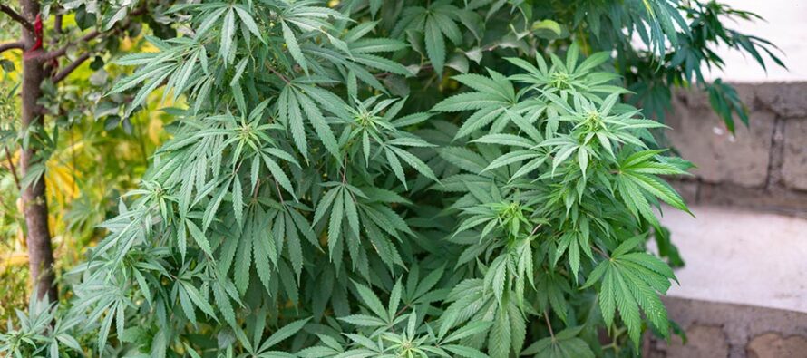Australia to Set Up a Cannabis Processing Center in Afghanistan