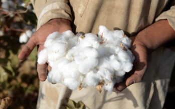Increase in Cotton Production in Afghanistan