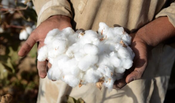 Increase in Cotton Production in Afghanistan